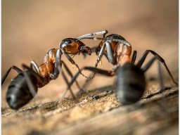 Life of ants